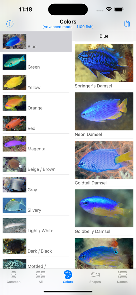 Philippines Fish ID - Philippines Fish ID app showing the color search feature with several blue damsel fish species displayed