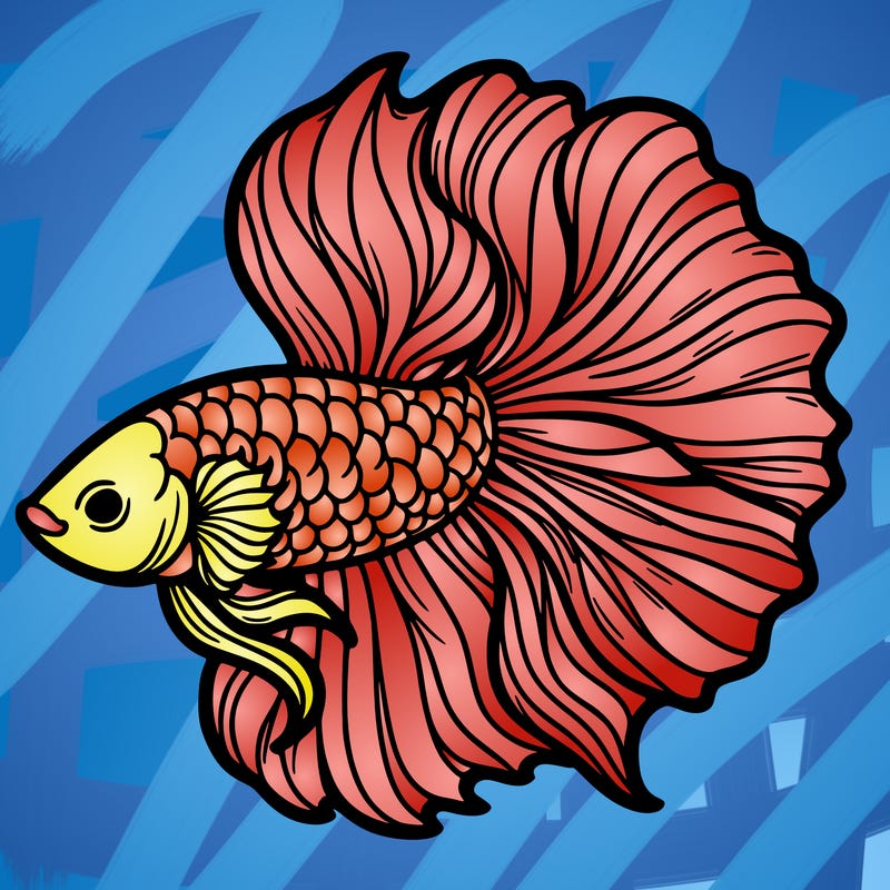 betta fish