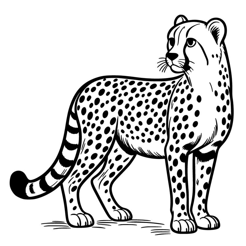 cheetah