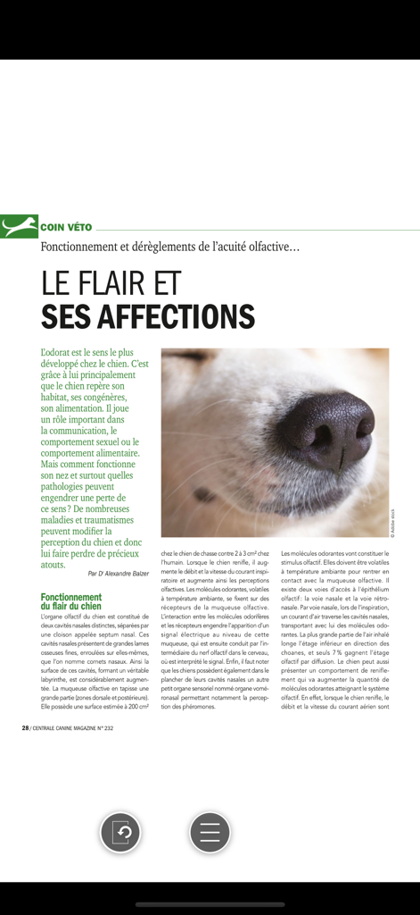 Centrale Canine Mag - Um artigo de saúde veterinária sobre olfato e olfação de cães no aplicativo Centrale Canine Mag apresentando uma imagem em close-up do nariz de um cão.