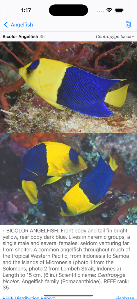 Profilo della specie di pesce angelo bicolore con foto e dettagli scientifici nell'app North Sulawesi Fish ID.