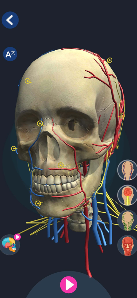 Human Anatomy 3D - Modello 3D interattivo del cranio umano con sovrapposizioni di nervi e sistema circolatorio.