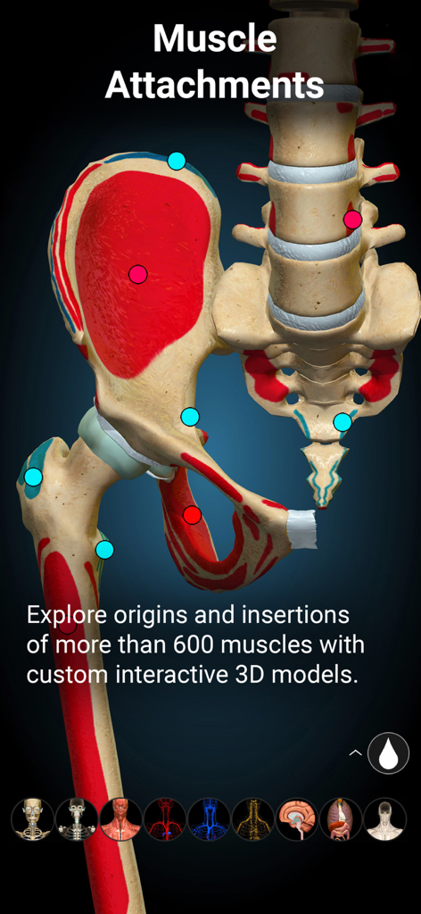 Anatomy Learning - 3D Anatomy - Interactive 3D anatomical model of a human pelvis and spine showing muscle attachment points