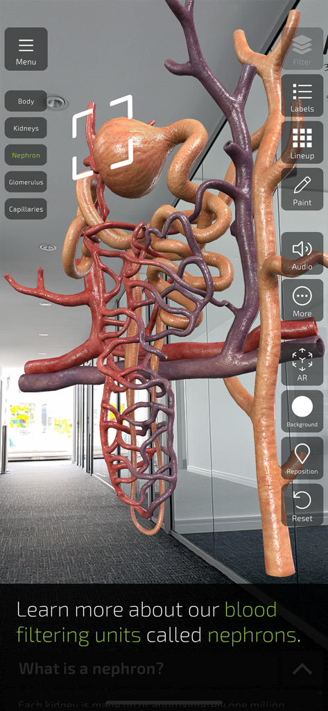 INSIGHT KIDNEY - An augmented reality 3D model of a kidney nephron displayed in a real world office hallway using the Insight Kidney app