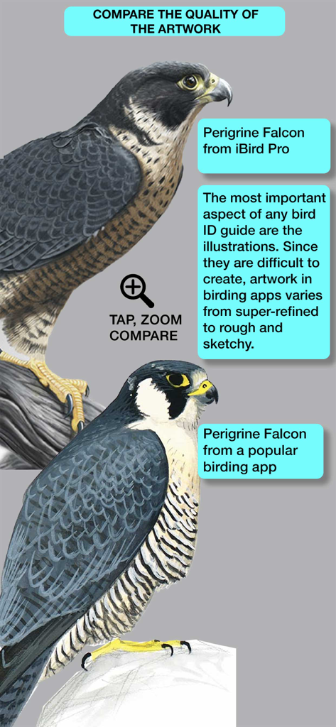 iBird Pro Guide to Birds - iBird Proの高画質ハヤブサのイラストと、他のバードウォッチングアプリのよりラフなバージョンの比較。