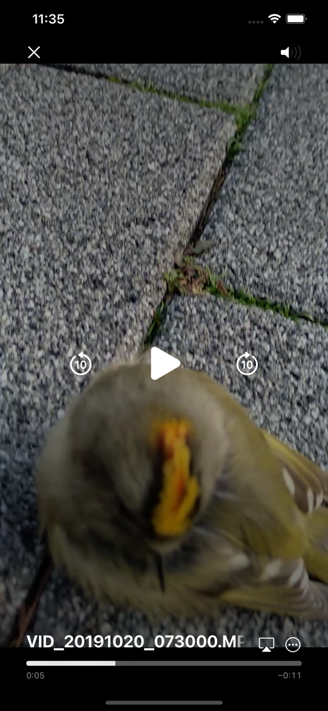 Video player app playback interface showing a video of a bird with skip and play controls