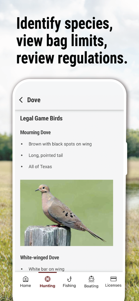 Texas Outdoor Annual app showing mourning dove identification and hunting regulations