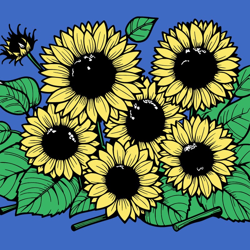 sunflowers