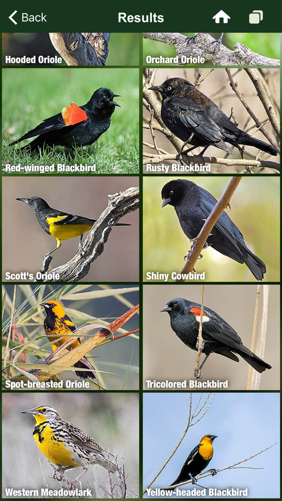 Affichage en grille d'espèces d'oiseaux nord-américains, y compris divers orioles et merles, avec des photographies et des noms de haute qualité