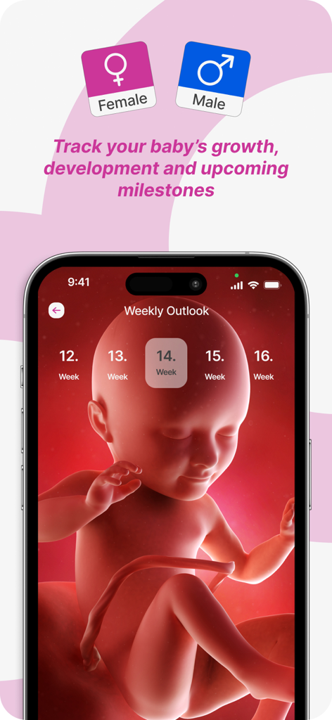 MediBaby—Pregnancy Tracker App - MediBaby app showing 3D visualization of baby development during pregnancy