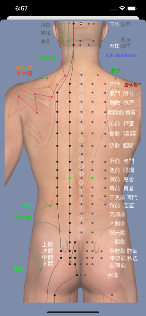 3D anatomical model of a human back showing meridian lines and acupoints with Japanese labels