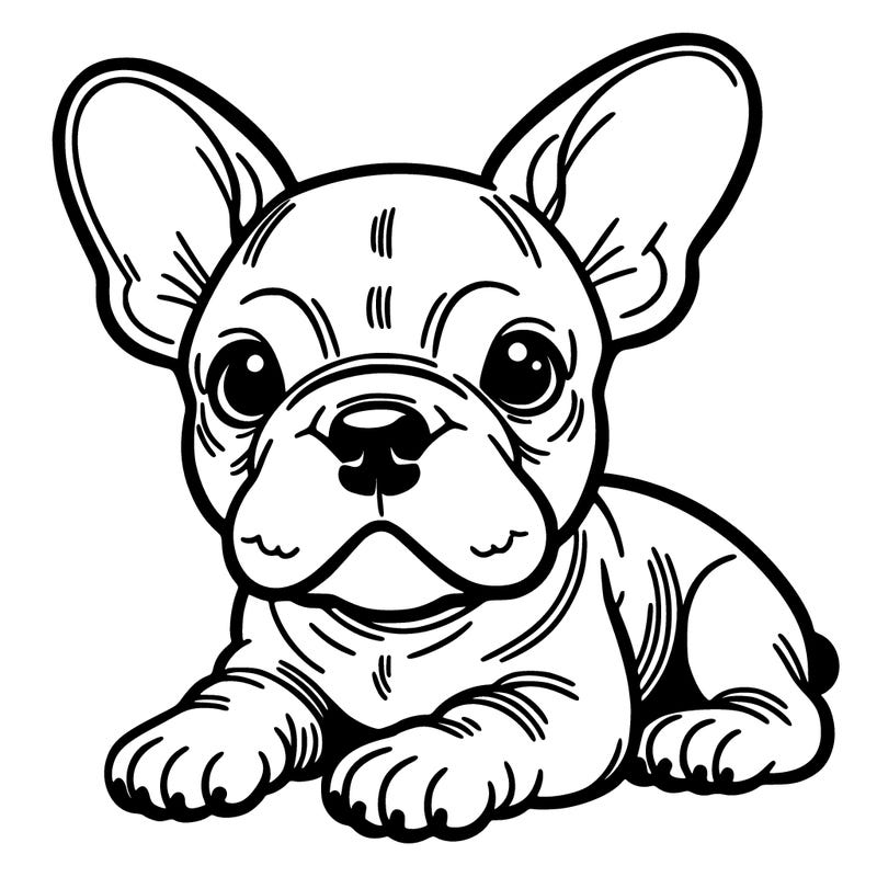 french bull dog