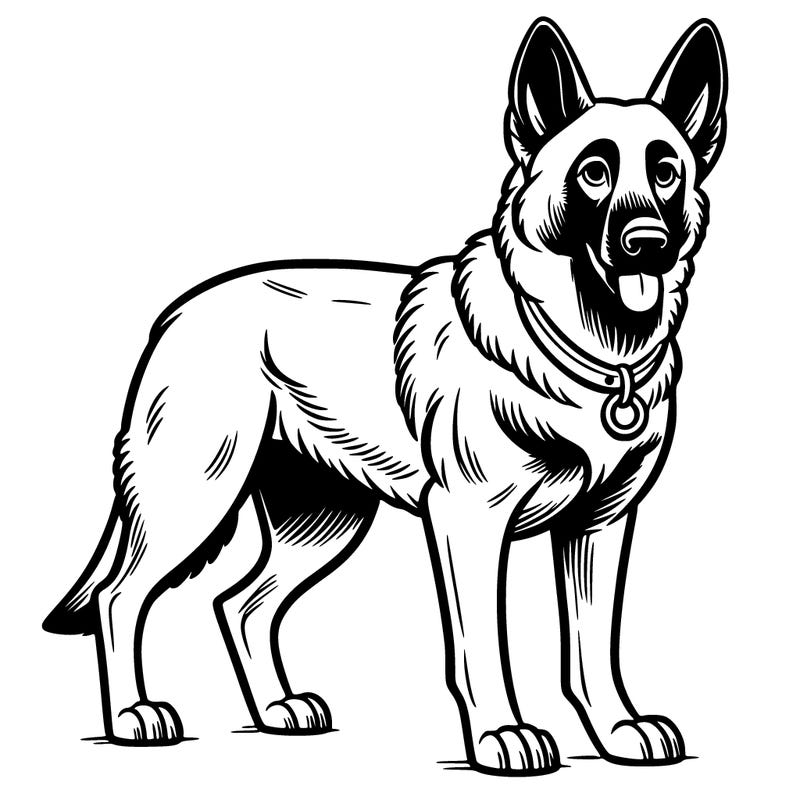 belgian shepherd malinois