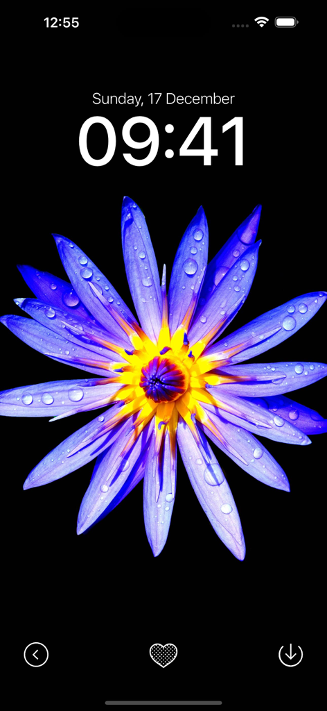 Black Wallpaper App - iPhone lock screen featuring a purple flower with water droplets on a deep black background