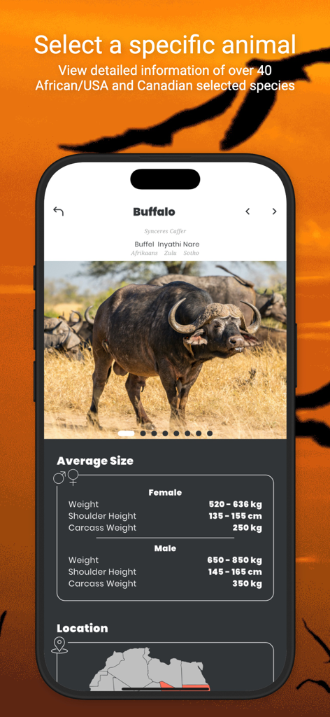 International Hunters - A profile of a buffalo species showing weight and height data on the International Hunters app.