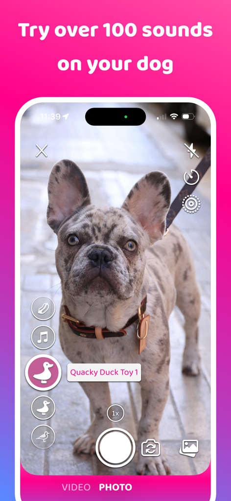 Dog & Pet Translator: DogCam - Oberfläche der DogCam App, die einen französischen Bulldoggen zeigt, der mit verschiedenen Geräuschoptionen wie Entenspielzeug in die Kamera schaut