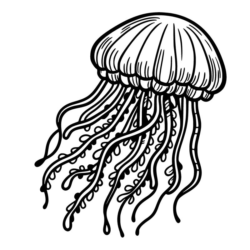 jellyfish