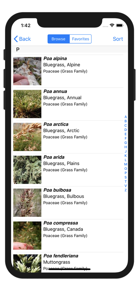 Montana Grasses - A list of grass species in the Montana Grasses app browse screen showing thumbnails and names like Poa alpina and Poa annua