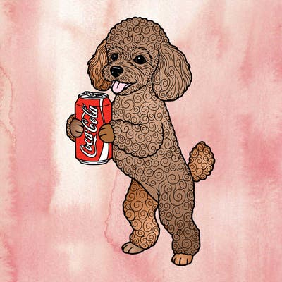 a miniature poodle standing on its hind legs and holding a coca-cola can.