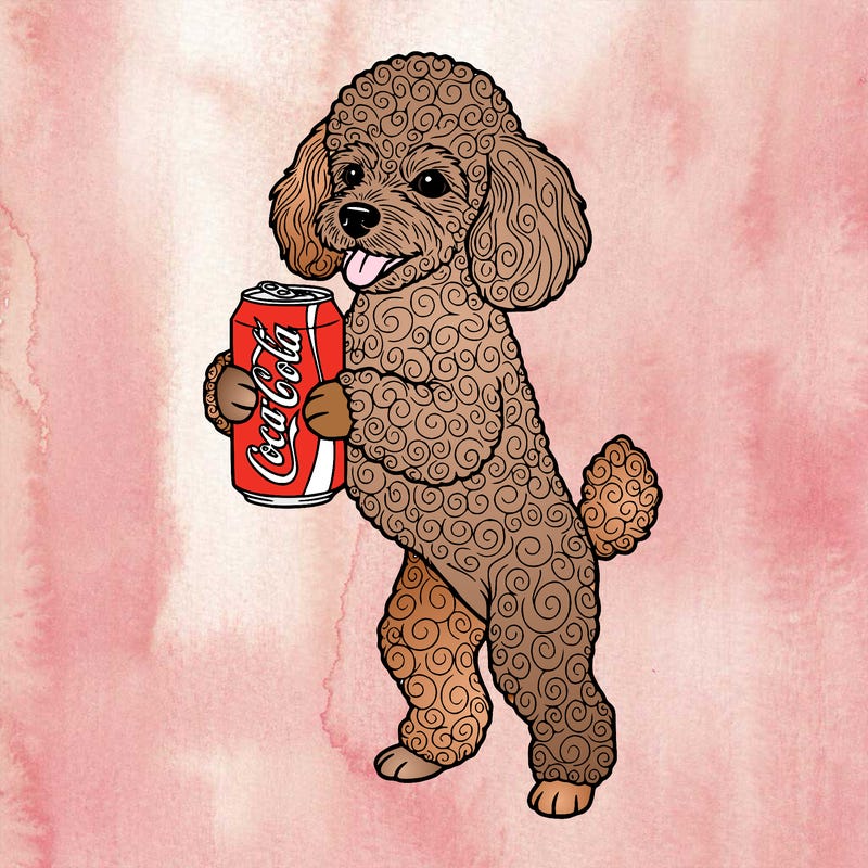 a miniature poodle standing on its hind legs and holding a coca-cola can.