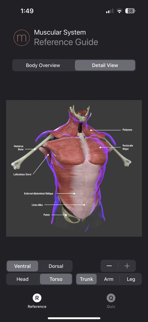 Muscle Study Guide - 3D anatomical model of the human torso with muscle labels in the Muscle Study Guide app.