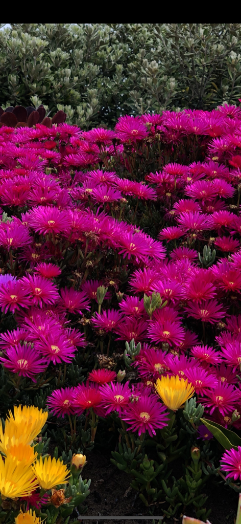 Vibrant pink and yellow flowers for high quality in store digital signage