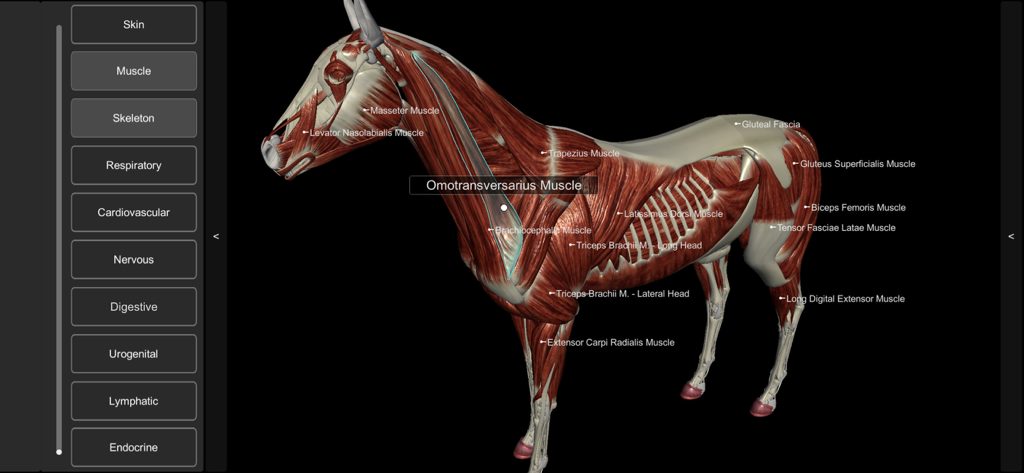 A 3D anatomical model of a horse showing the muscular system with detailed labels on a black background