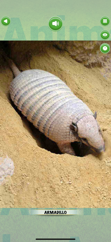 Animals 360x - An armadillo in its burrow from the Animals 360x educational app.