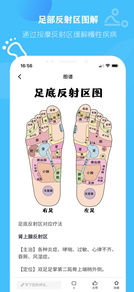A detailed anatomical diagram showing foot reflexology zones for internal organs according to Traditional Chinese Medicine