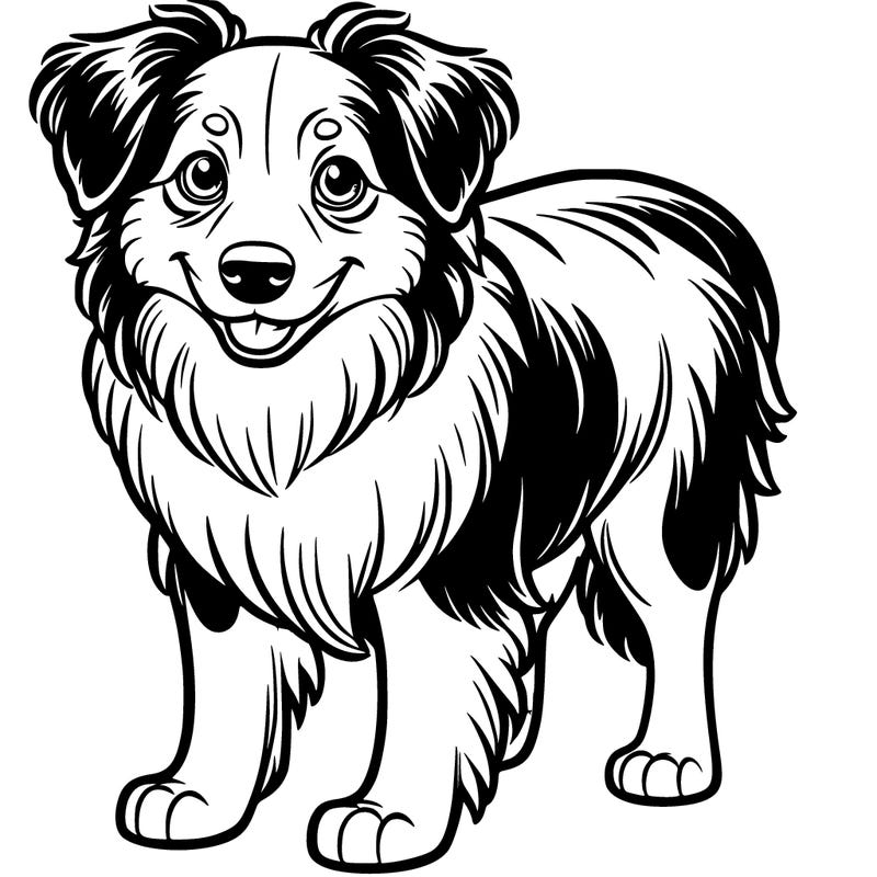 australian shepard