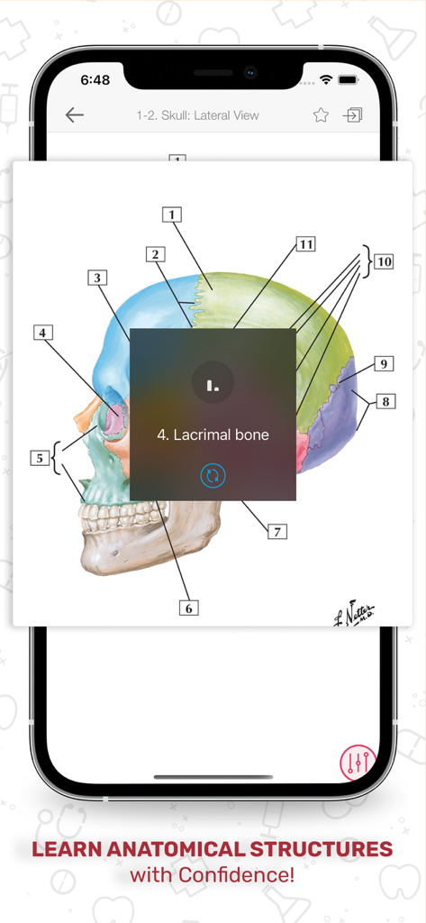 Netters Anatomy Flash Cards - Digital anatomy flashcard showing a lateral view of a human skull with numbered labels for active recall study