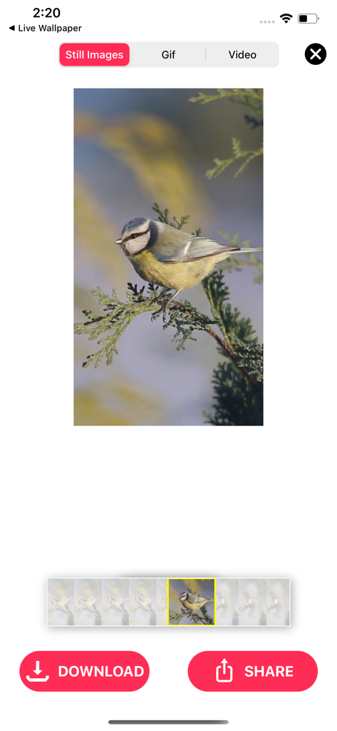 Live Photo Converter * - Interface of Live Photo Converter app showing a still image extraction from a live photo of a bird