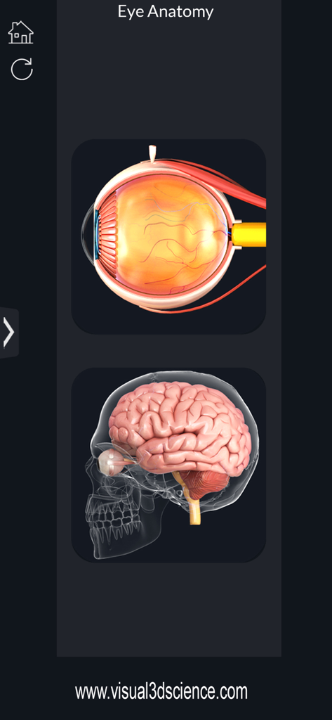 3D cross-section of human eye and semi-transparent skull with brain