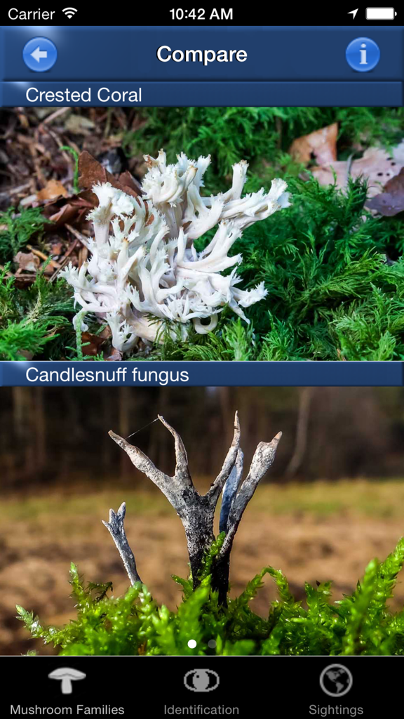 Confronto fianco a fianco di Clavaria zollingeri e Thiellavieria caduca nell'app Mushroom Id.