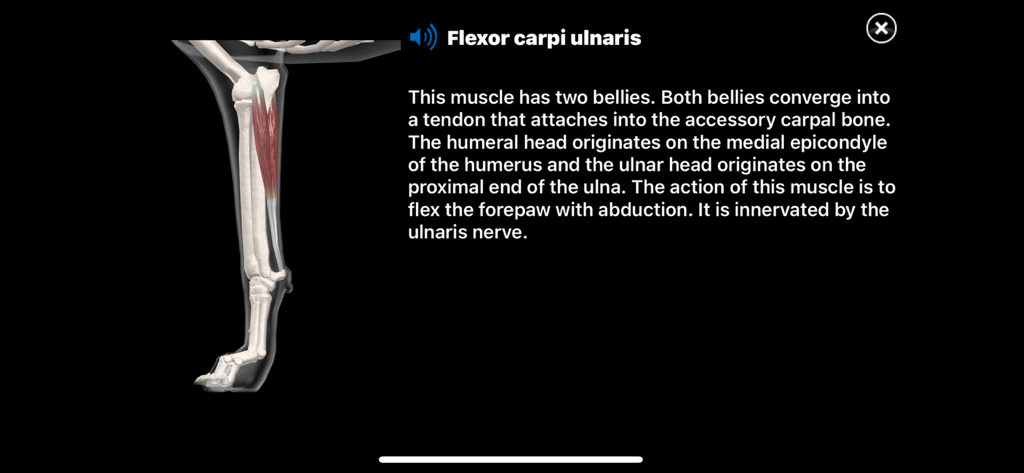 Vista anatómica 3D del músculo flexor carpiano cubital en la pata de un canino con descripción textual
