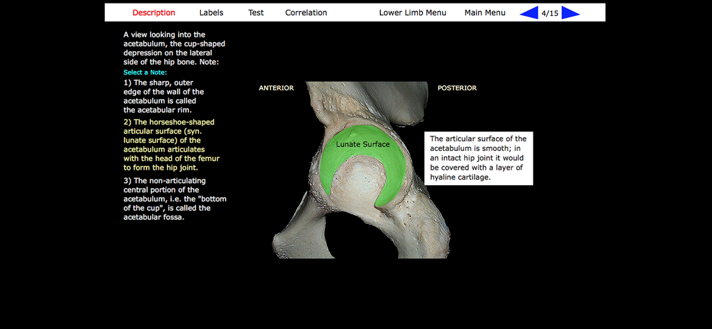 Vista anatomica dettagliata dell'acetabolo dell'osso dell'anca umana con la superficie lunata evidenziata e note descrittive.