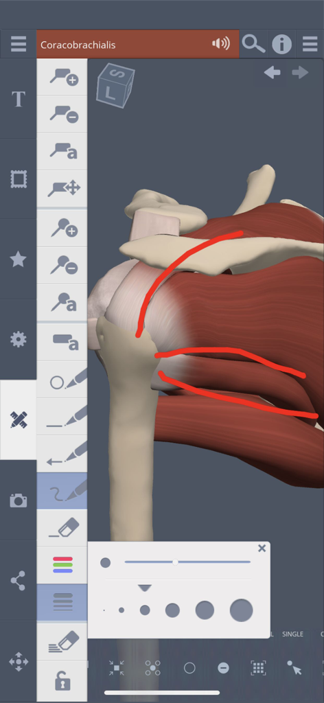 Primal's 3D Shoulder - 3D shoulder anatomy model with red manual annotations and drawing tool menu in the app interface