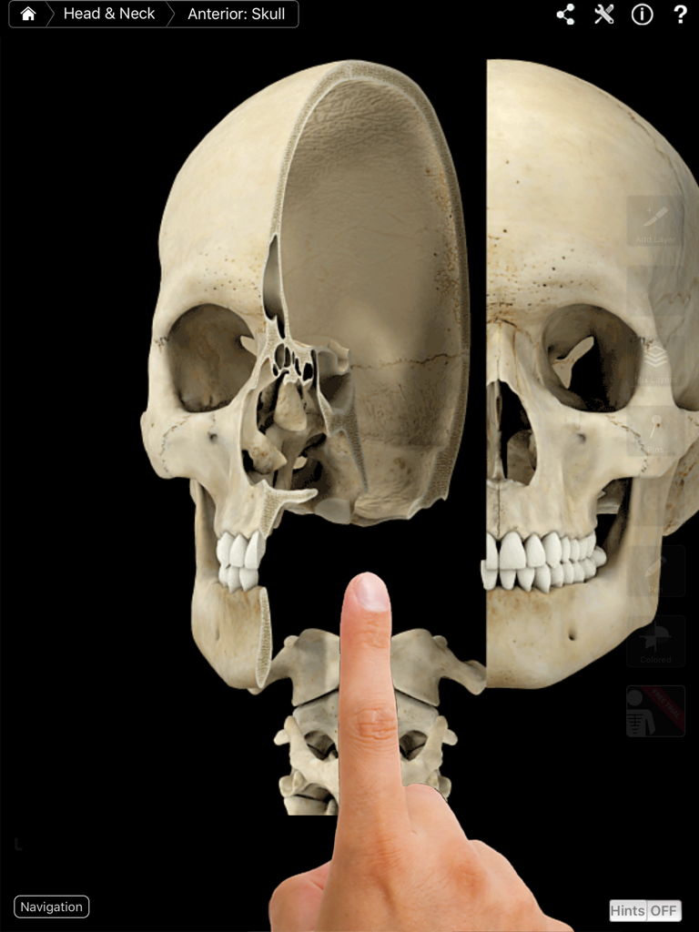 3D anatomical model of a human skull with a cross-section view on the Skeleton System Pro III iPad app