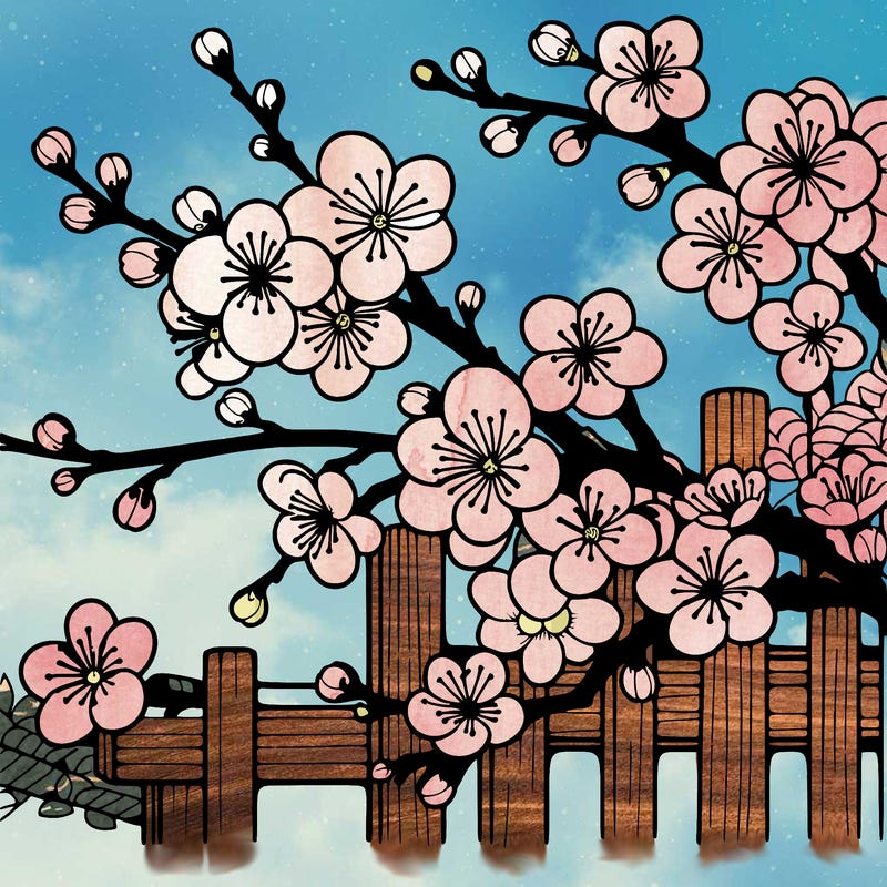 japan cherry blossom