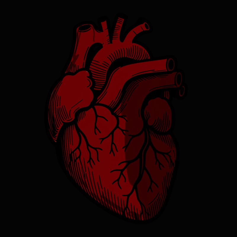 a realistic human heart