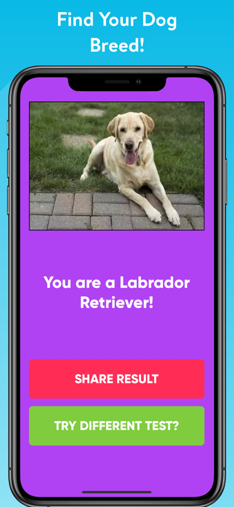 Captura de pantalla de la aplicación ¿Qué tipo de perro eres? que muestra el resultado de un Labrador Retriever con botones para compartir y volver a intentarlo.