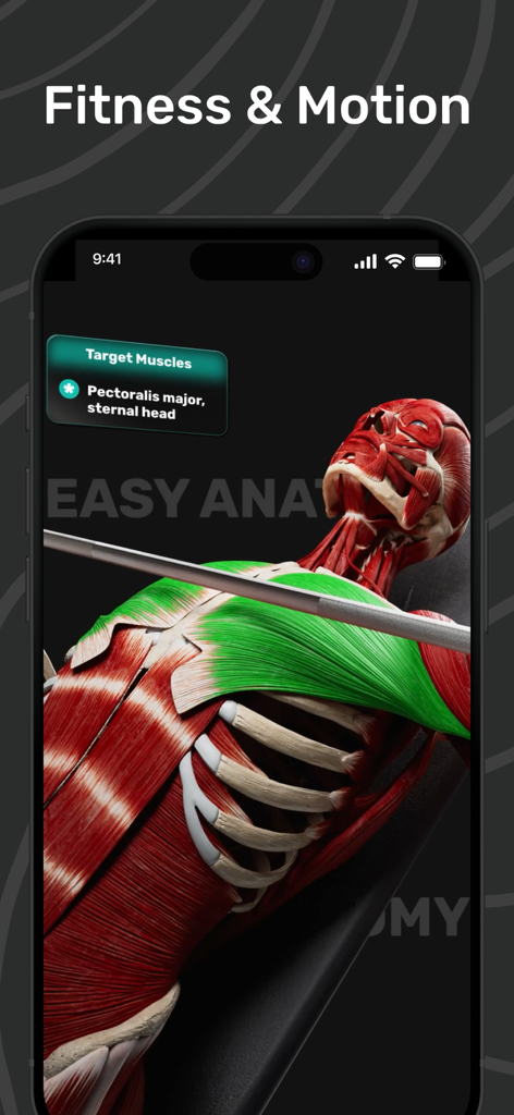 3D anatomical model highlighting target muscles during a bench press exercise