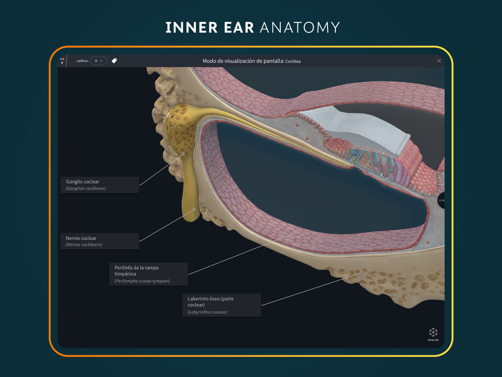 Complete Anatomy for iPad - 와우 신경 및 미로 라벨이 포함된 내이 해부 구조의 상세한 3D 단면