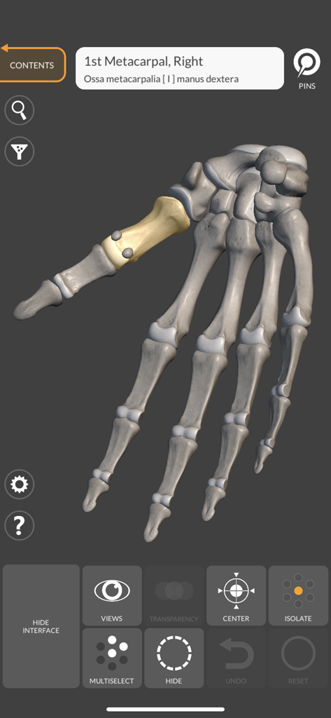 Un modello 3D di uno scheletro di mano umana con il primo osso metacarpale evidenziato.