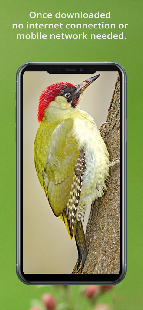 Bird Song Id UK - Interfaccia dell'app Bird Song Id UK che mostra un picchio e un messaggio di utilizzo offline
