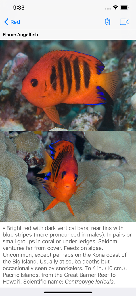 Species profile for Flame Angelfish in the Scuba Fish Hawaii app showing photos and scientific description