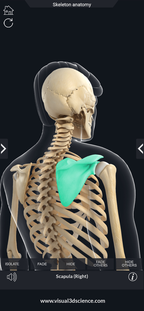 My Skeleton Anatomy - A 3D anatomical model of the human skeleton with the right scapula highlighted in blue