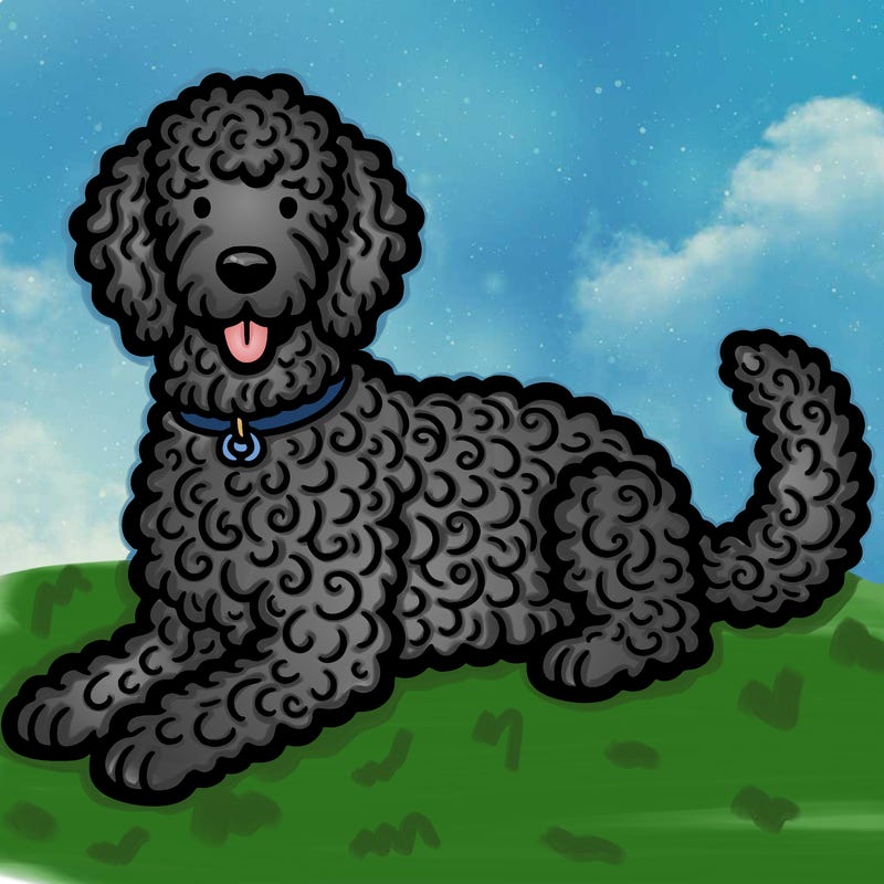 goldendoodle