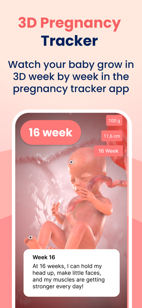 HiMommy: Ovulation & Pregnancy - HiMommy 3D pregnancy tracker app showing a fetus at sixteen weeks with developmental updates