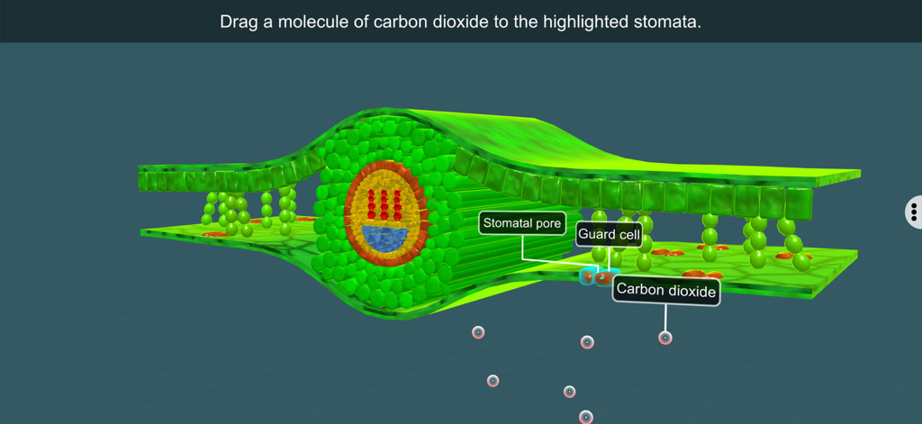 Uma seção transversal 3D de uma folha de planta mostrando estômatos e células-guarda em uma lição interativa de biologia